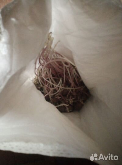 Картошка на посадку