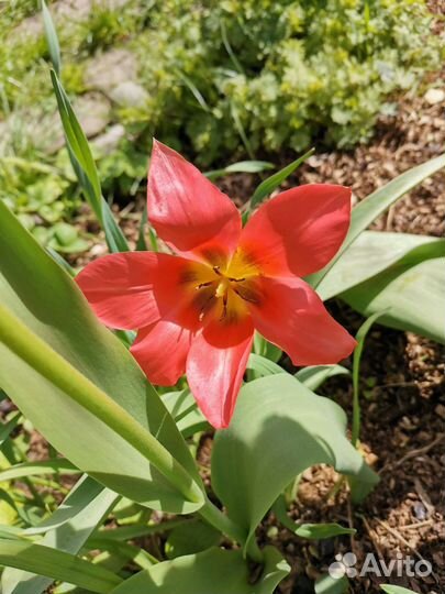 Саженцы тюльпанов с луковицами