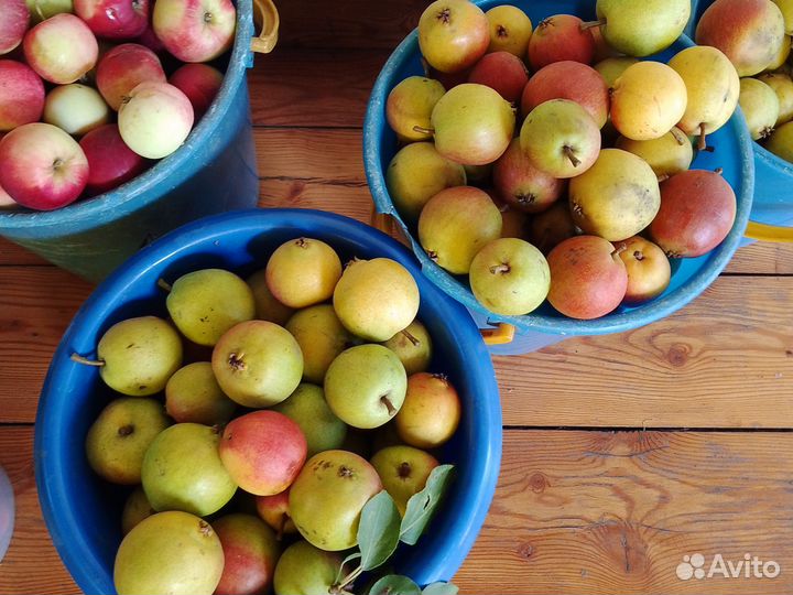 Груша Красуля