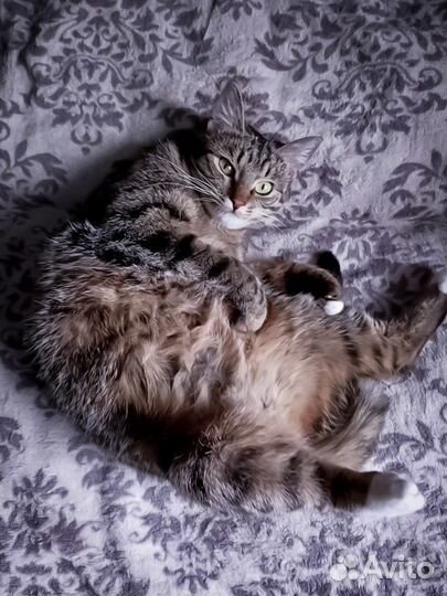 Кошечка Саша 1г, стерилизована