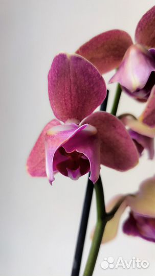 Орхидея фаленопсис бабочка Pirate Picotee