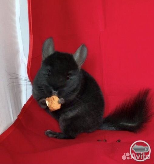 Шиншилла бархатная экстра темная н ангоры,фиолета