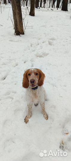 Русский спаниель вязка