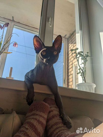 Канадский сфинкс вязка