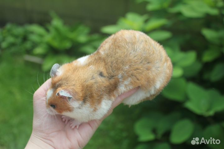 Сирийский хомяк самка