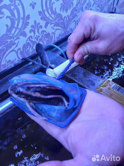 Сом платидорас