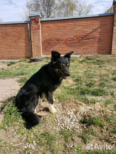 Жужа собачка