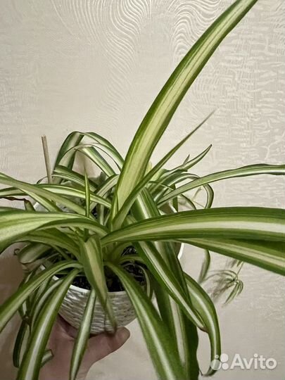 Хлорофитум бонни