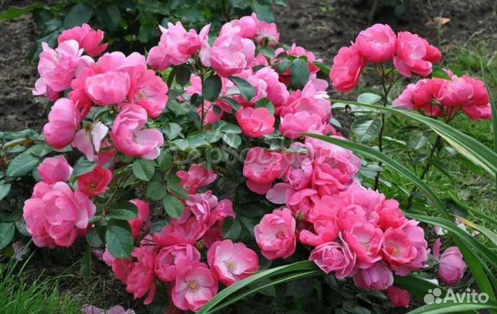Саженцы роз Ангела или Анжелла флорибунда