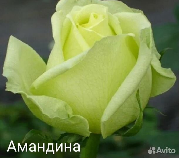 Розы, пеларгония