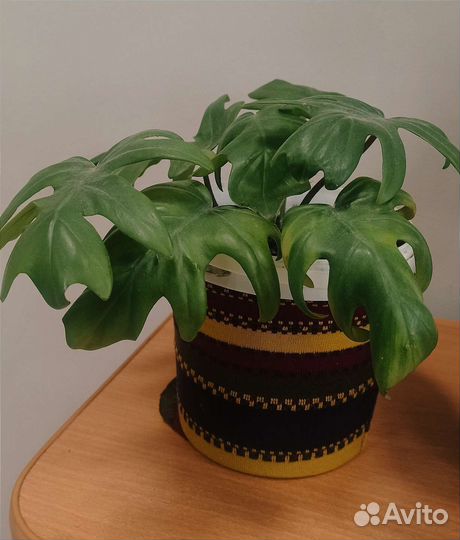 Филодендрон