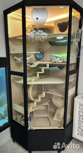 Витрина для грызунов с белками Дегу