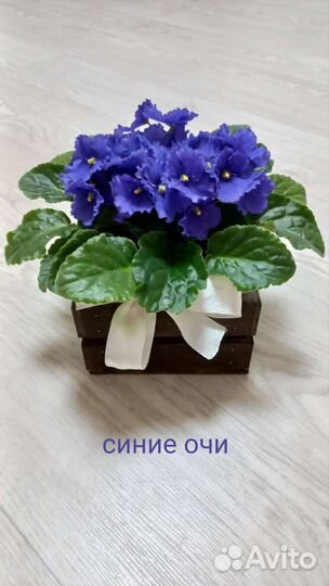 Сортовые фиалки