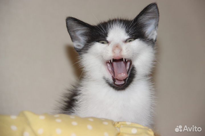 Котята отдам бесплатно