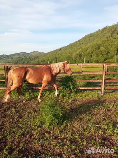 Жеребец орловский рысак