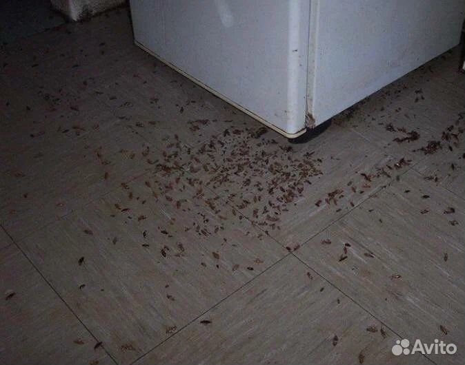 Консультация по уничтожению тараканов Миша Титов j-5800