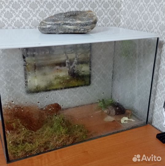 Улитки ахатины бесплатно