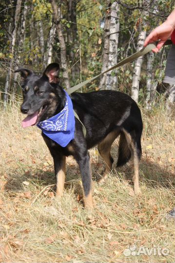 Трогательная и красивая Душа живет в приюте