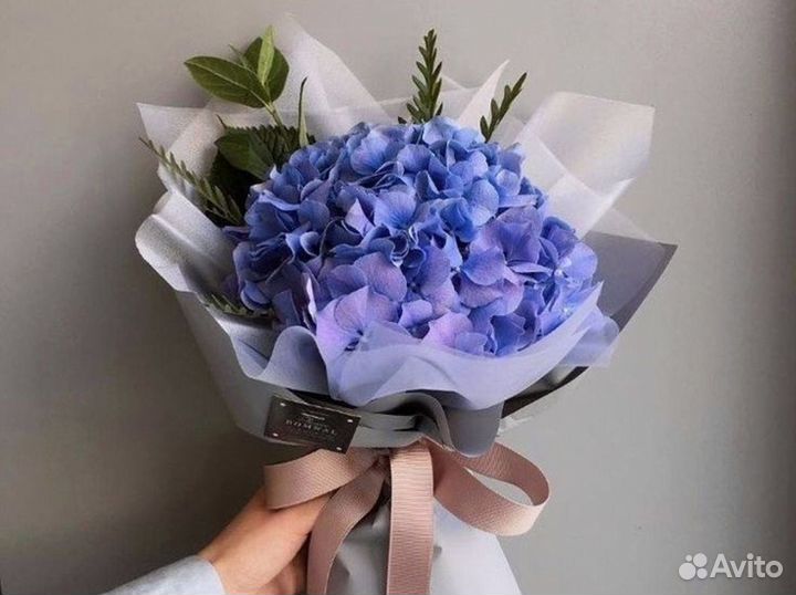 Гортенизии