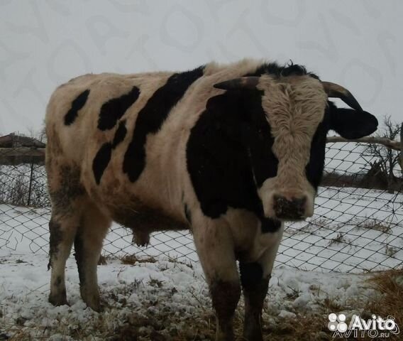 Телята бычки мясного направления