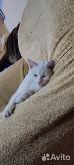 Кошка в добрые руки