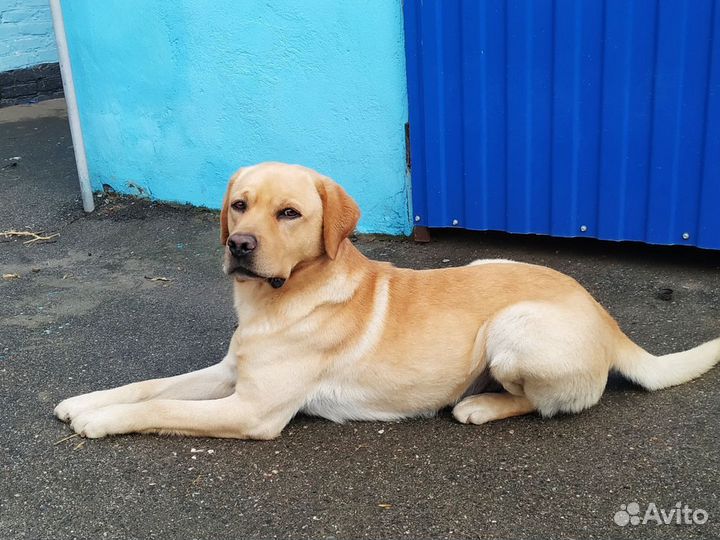 Щенки лабрадора