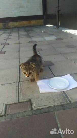 Вислоухий котенок