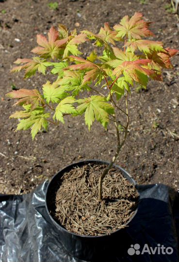 Клен ложнозибольдов