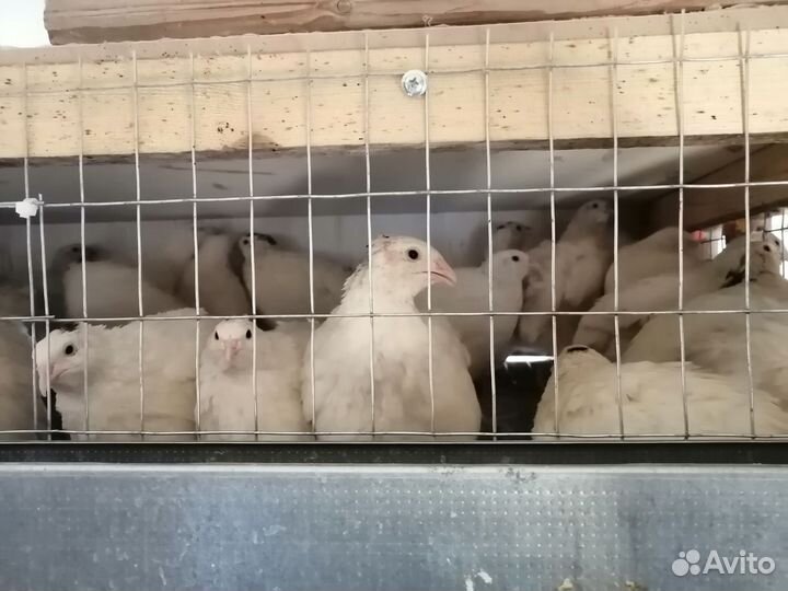 Перепел птенцы несушки