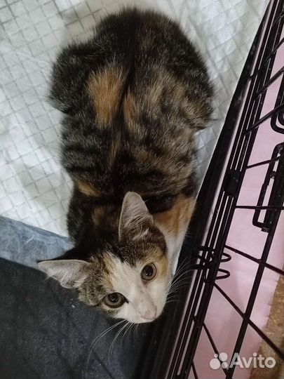 Котёнок девочка ищет дом