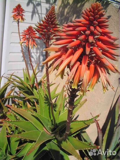 Алоэ Дэлета (цветущее)