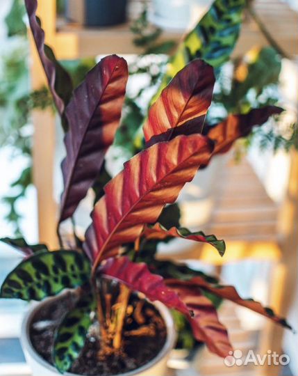 Калатея лансифолия