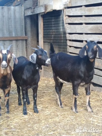 Нубийские козочки