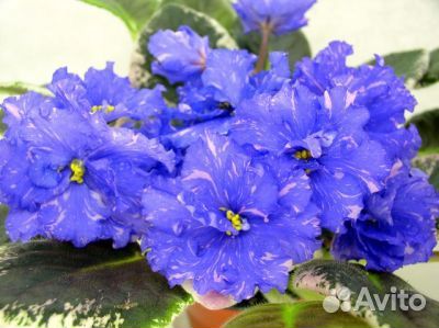 Фиалки стандарт