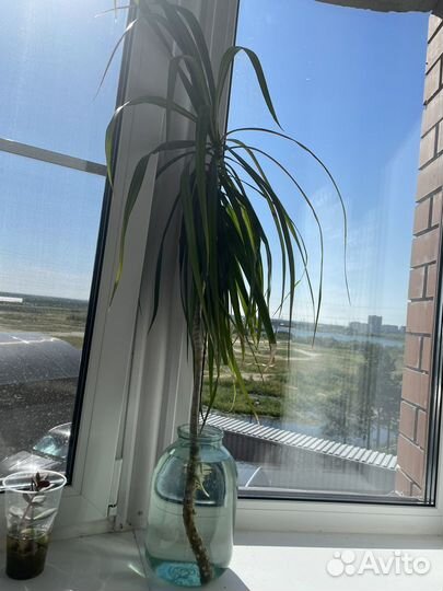 Пальма драцена