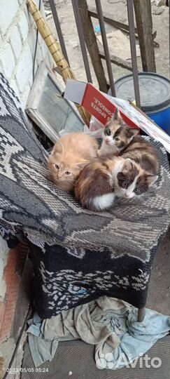 Котята в хорошие руки