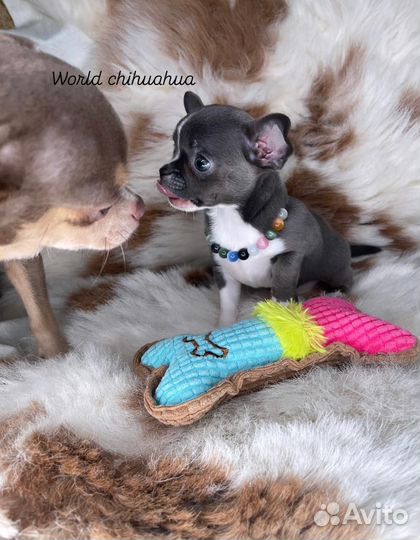 Шикарная Мини Девочка