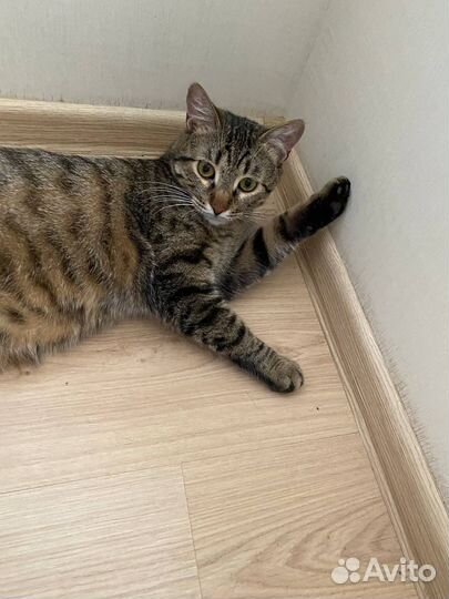 Котик в добрые руки