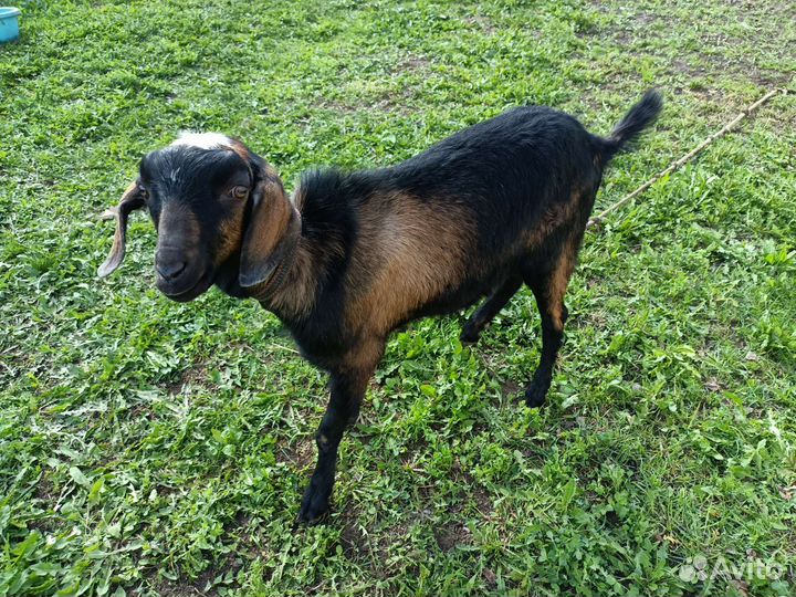 Англо Нубийские козы