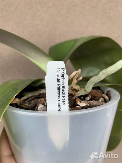 Орхидея фаленопсис