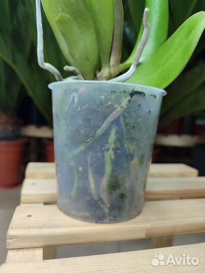 Ароматная орхидея фаленопсис