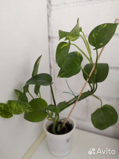 Эпипремнум Золотистый (Сциндапсус)