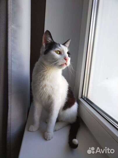 Кошка в добрые руки