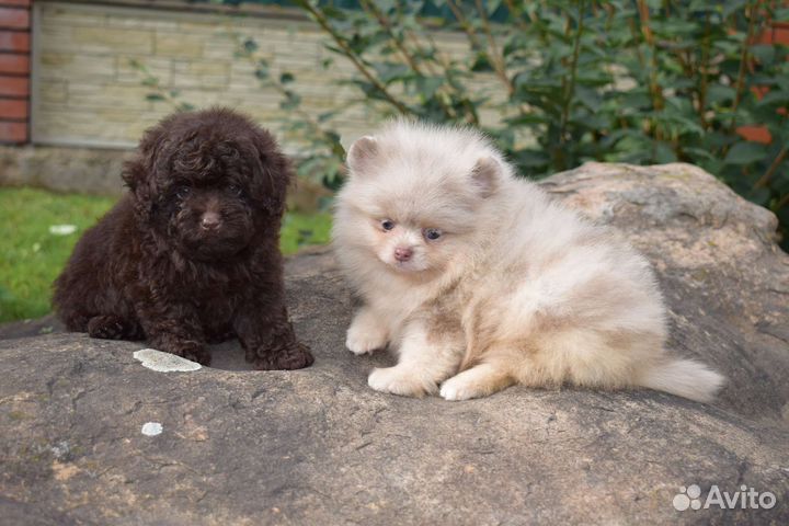 Экслюзивные редкие окрасы