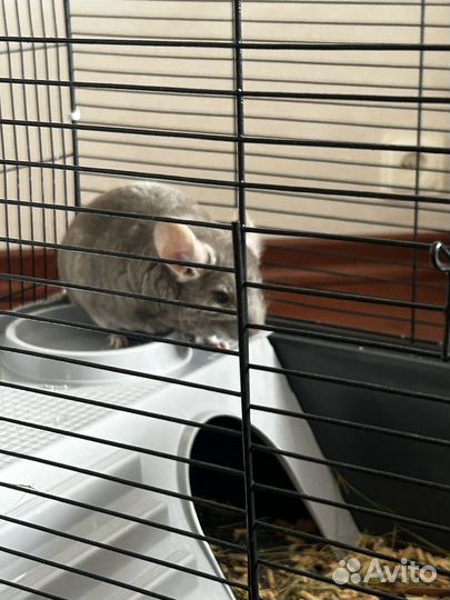 Серебристая шиншилла с клеткой