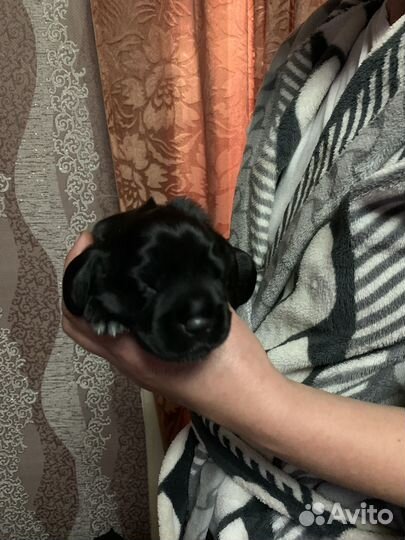 Собаки щенки спаниель