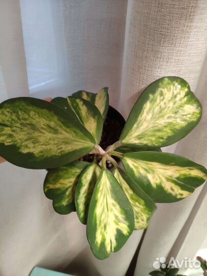 Хойи. Много №9