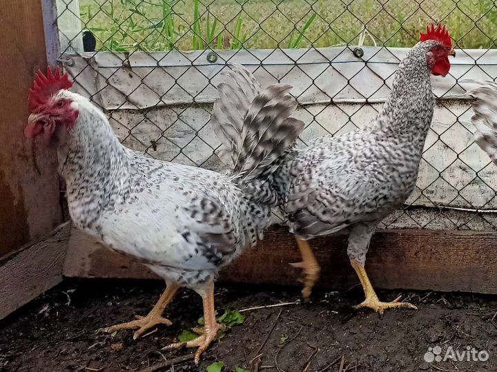 Продаю петухов чистопородных