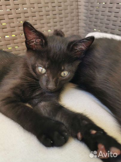 Котик 2 мес, абсолютно чёрный и гладкощерстный