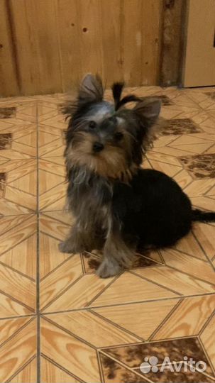 Мини мальчик